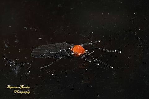 Lovebug/March fly, Plecia Sp, family Bibionidae  Fall,Geotagged,Indonesia