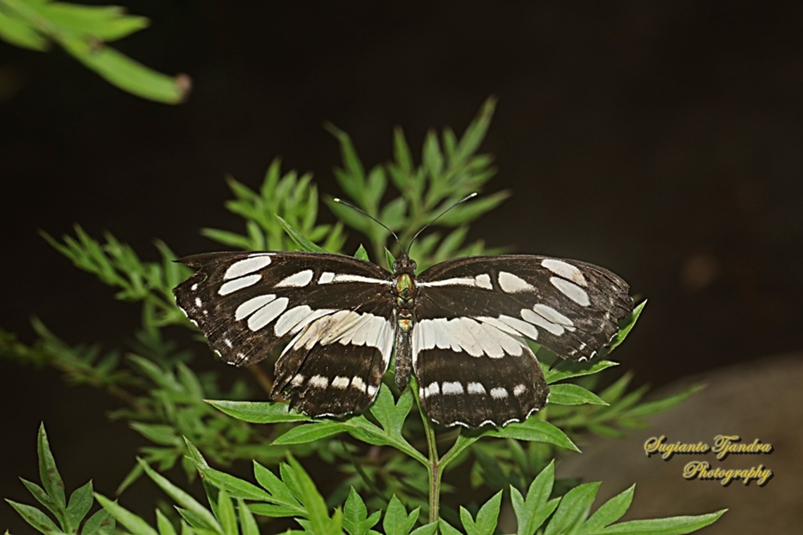 Pelaut Biasa (Common Sailor Butterfly), Neptis hylas matuta  Common sailor,Fall,Geotagged,Indonesia,Neptis hylas