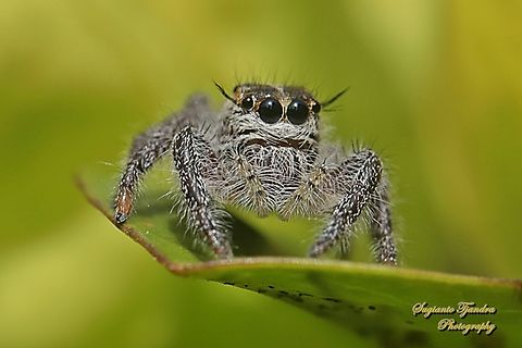 Jumping Spider, Hyllus diardi-female  Fall,Geotagged,Hyllus diardi,Indonesia