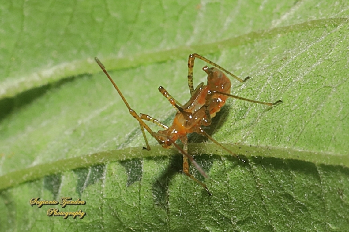 Mosquito bug, Helopeltis bradyi - immature  Fall,Geotagged,Indonesia
