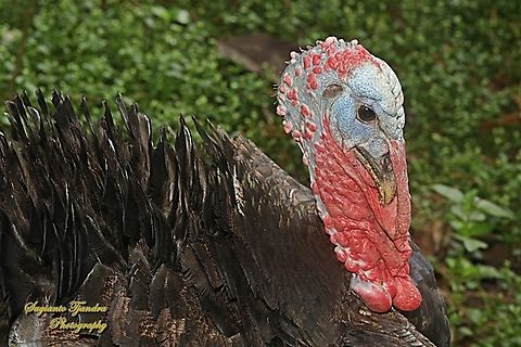 Domestic Turkey, Meleagris gallopavo var domesticus  Fall,Geotagged,Indonesia,Meleagris gallopavo,Wild turkey