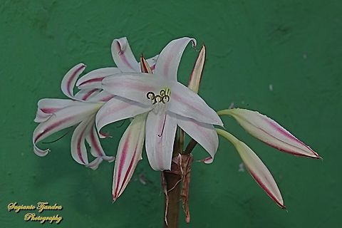 Crinum Lily flower, Family Amaryllidaceae  Fall,Geotagged,Indonesia