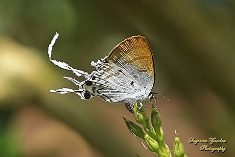 Dada Berbulu / Fluffy Tit butterfly, Zeltus amasa pompaedius  Fall,Fluffy tit,Geotagged,Indonesia,Zeltus amasa