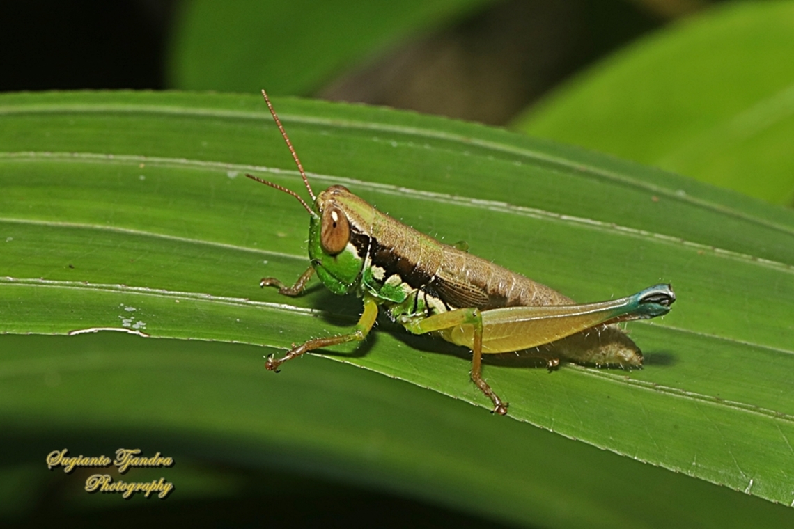 Grasshopper, Caryandra Spuria  Caryandra Spuria,Fall,Geotagged,Indonesia,Spring