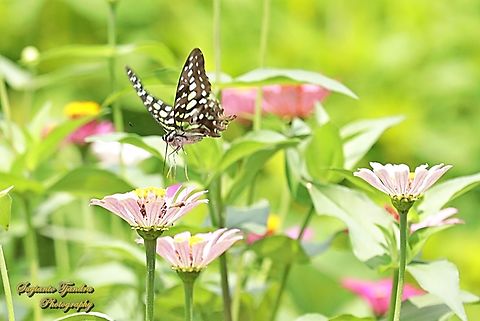 Sayap Segitiga Berekor/ Tailed Jay Butterfly, Graphium agamemnon  Fall,Geotagged,Graphium agamemnon,Indonesia,Tailed Jay