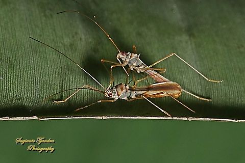 Walang kongkang (Sugarcane bug), Phaenacantha saccharicida, family Colobathristidae  Fall,Geotagged,Indonesia