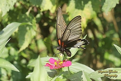 Kupu-kupu Pastur Besar (Great Mormon Butterfly), Papilio memnon memnon f. hiera - female "sucking nectar" from the Zinnia flower  Fall,Geotagged,Great Mormon,Indonesia,Papilio memnon