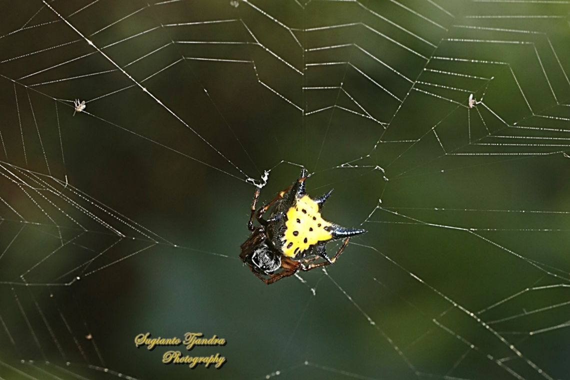 Hasselt's spiny spider, Macracantha haselti, formerly Gasteracantha hasselti, family Araneidae  Fall,Geotagged,Hasselt's Spiny Spider,Indonesia,Macracantha hasselti