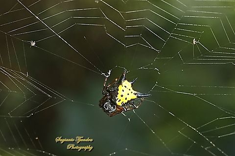 Hasselt's spiny spider, Macracantha haselti, formerly Gasteracantha hasselti, family Araneidae  Fall,Geotagged,Hasselt's Spiny Spider,Indonesia,Macracantha hasselti