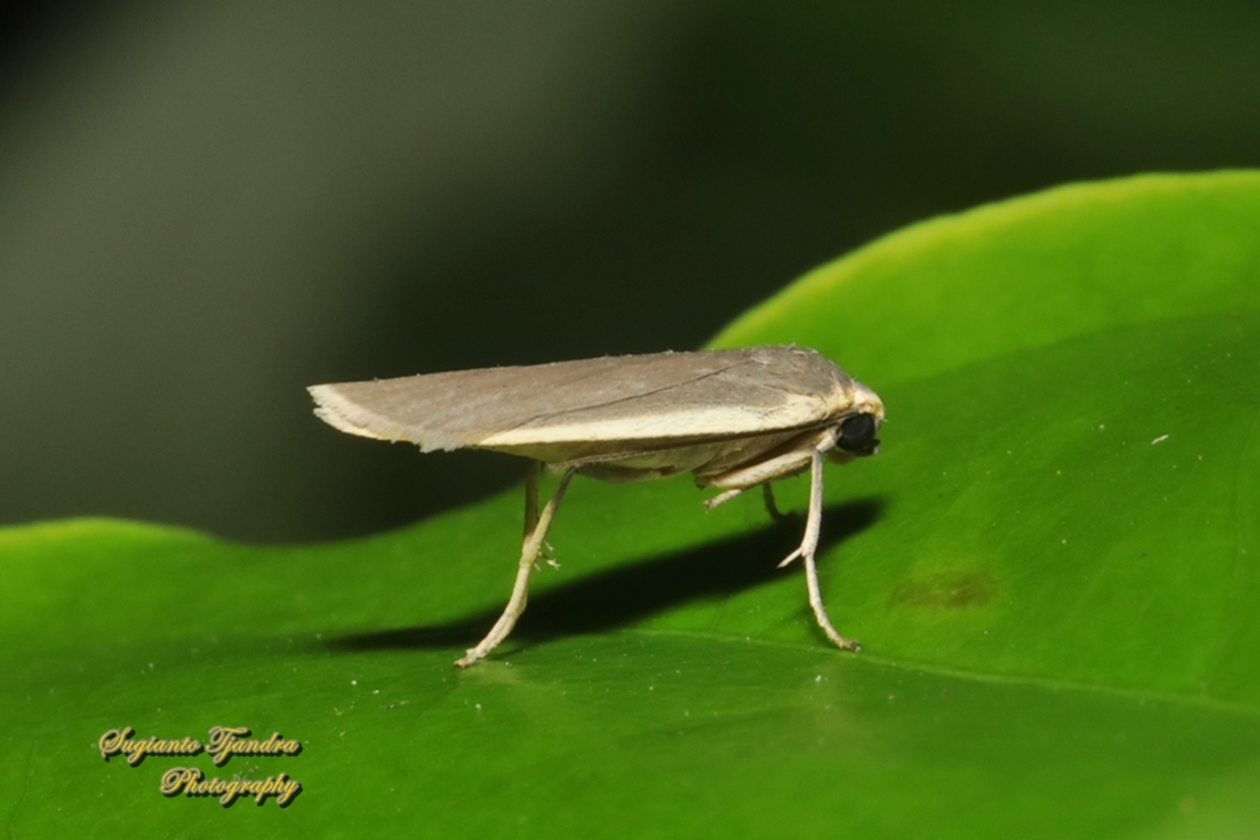 Tiger moth, Brunia Sp, family Erebidae  Fall,Geotagged,Indonesia