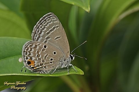 Cupid Polos / Plains Cupid Butterfly, Luthrodes (formerly Chilades) pandava pandava, family Lycaenidae  Fall,Geotagged,Indonesia,Luthrodes pandava,Plains Cupid