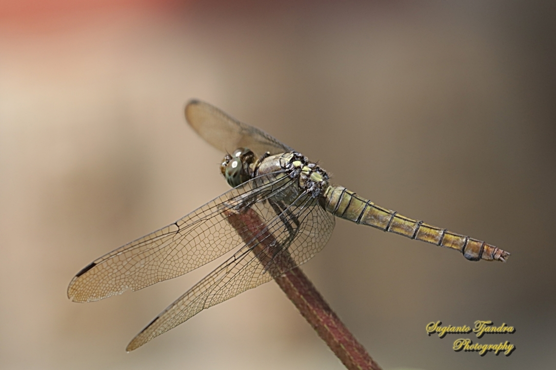 Crimson Dropwing Orange Skimmer (Orthetrum testaceum) - Female  Fall,Geotagged,Indonesia,Orange Skimmer,Orthetrum testaceum