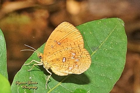 Callidula Moth, Callidula sakuni sakuni (family Callidulidae)  Callidula sakuni,Fall,Geotagged,Indonesia