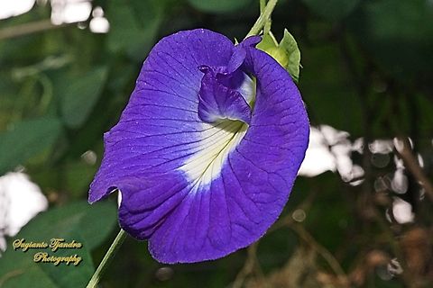 Kembang Telang, Blue Pea flower, Clitoria ternatea  Butterfly-pea,Clitoria ternatea,Fall,Geotagged,Indonesia