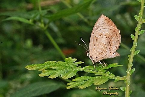 Round-band Brownie, Miletus gopara gopara, family Lycaenidae  Fall,Geotagged,Indonesia,Miletus gopara