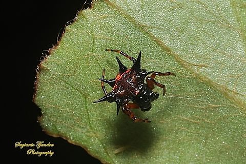 Hasselt's spiny spider, Macracantha haselti, formerly Gasteracantha hasselti, family Araneidae - Juvenile  Fall,Geotagged,Hasselt's Spiny Spider,Indonesia,Macracantha hasselti