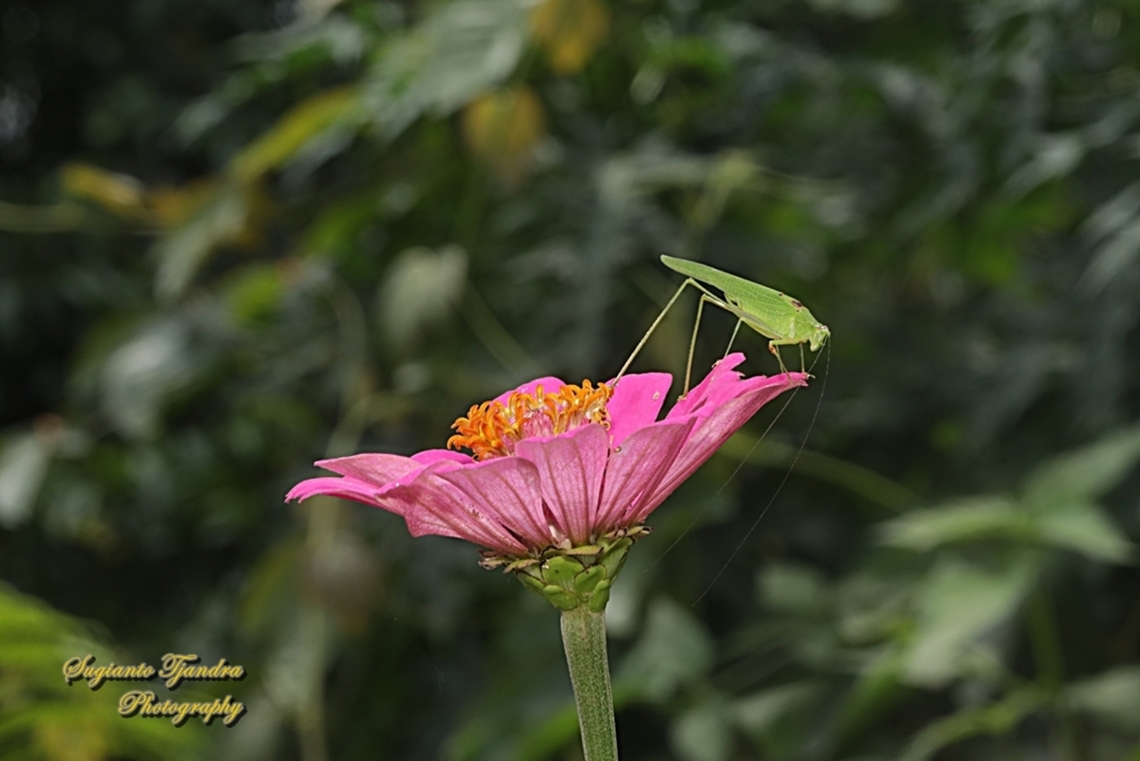 Leaf katydid, subfamily Phaneropterinae, family Tettigoniidae "standing on the Zinnia flower"  Fall,Geotagged,Indonesia