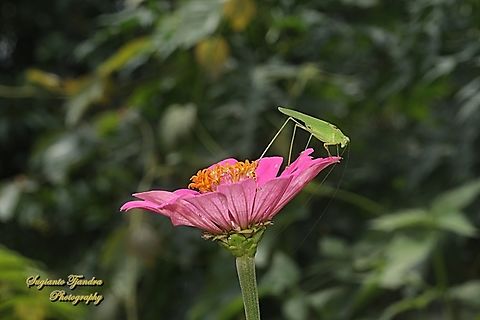 Leaf katydid, subfamily Phaneropterinae, family Tettigoniidae "standing on the Zinnia flower"  Fall,Geotagged,Indonesia