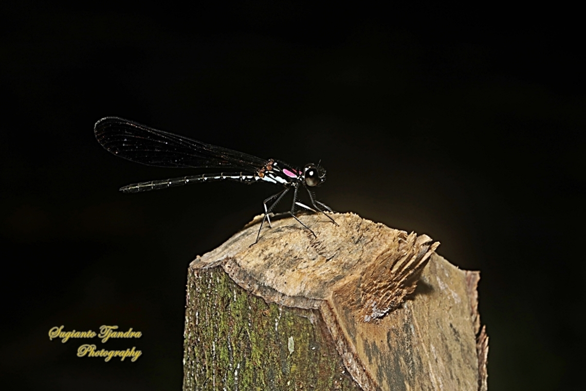 Pink Jewel Dragonfly, Heliocypha fenestrata, family Chlorocyphidae - male  Fall,Geotagged,Heliocypha fenestrata,Indonesia,Spring