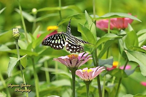 Sayap Segitiga Berekor/ Tailed Jay Butterfly, Graphium agamemnon "fly over the Zinnia flowers"  Fall,Geotagged,Graphium agamemnon,Indonesia,Tailed Jay