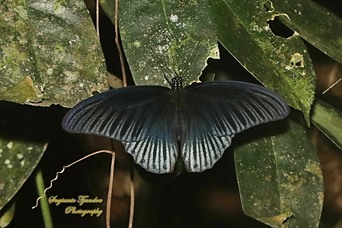 Great Mormon Butterfly, Papilio memnon memnon - male  Fall,Geotagged,Great Mormon,Indonesia,Papilio memnon