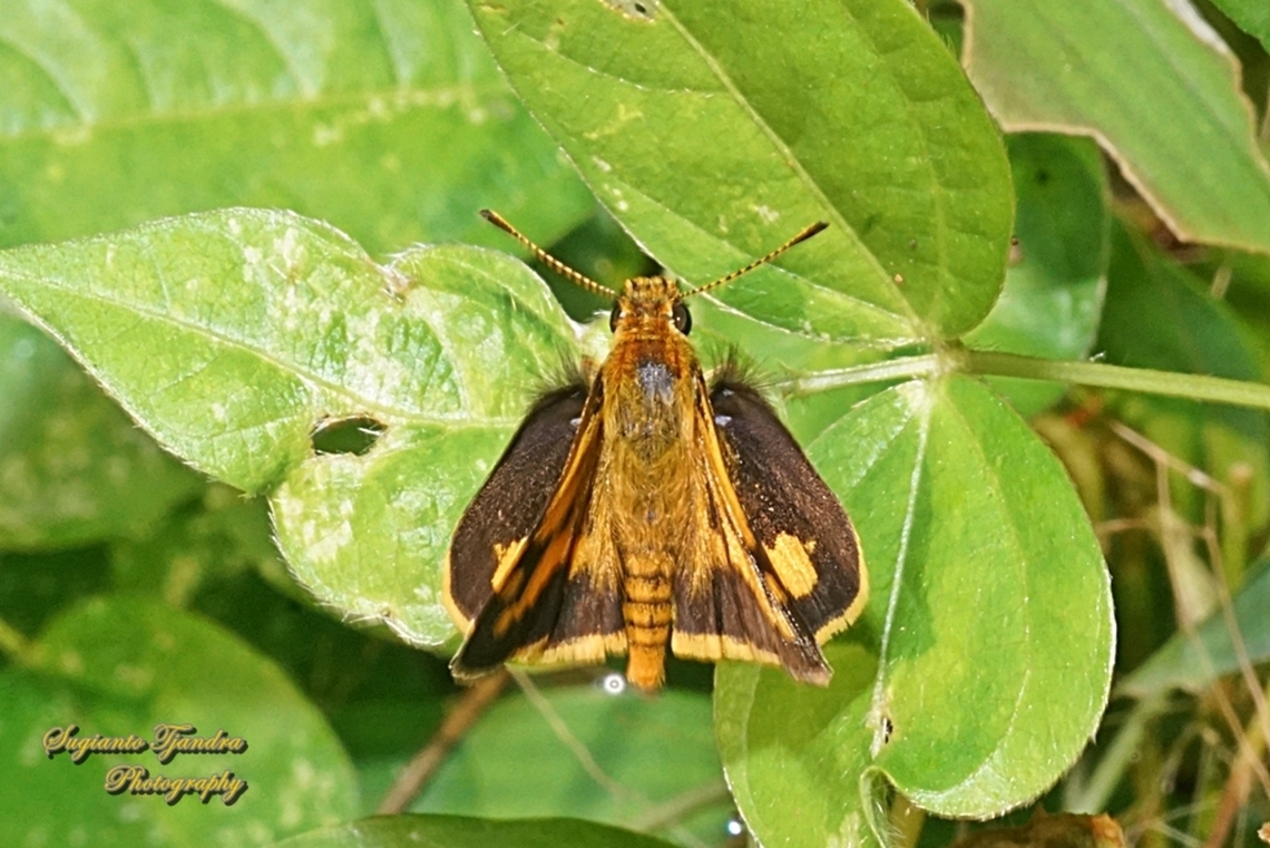 Skipper Butterfly - The Lesser Dart, Potanthus omaha  Fall,Geotagged,Indonesia,Lesser dart,Potanthus omaha