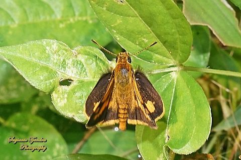 Skipper Butterfly - The Lesser Dart, Potanthus omaha  Fall,Geotagged,Indonesia,Lesser dart,Potanthus omaha