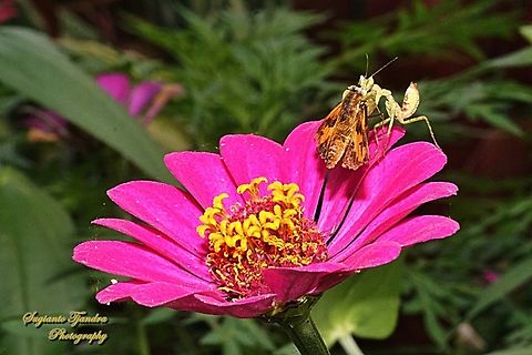 A poor Skipper Butterfly was preyed by a predator, Jeweled Flower Mantis nymph (Creobroter gemmatus) which is already waiting for its prey on the Zinnia flower.  Creobroter gemmatus,Fall,Geotagged,Indonesia,Jeweled Flower Mantis