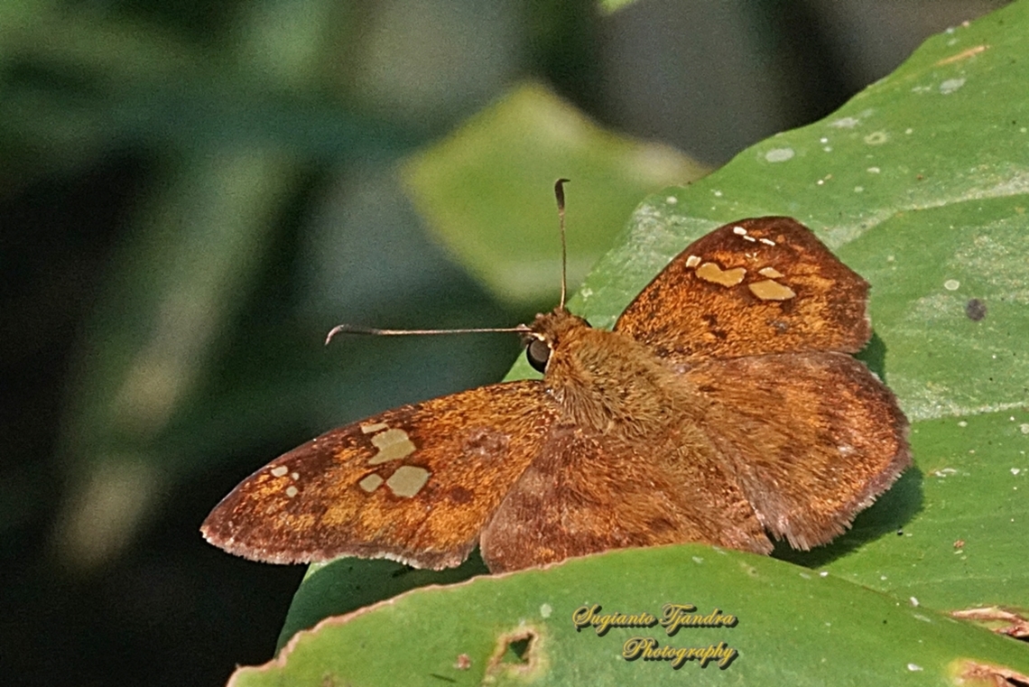The Fulvous Pied Flat Butterfly, Pseudocoladenia dan eacus (family Hesperiidae)  Fall,Fulvous Pied Flat,Geotagged,Indonesia,Pseudocoladenia dan