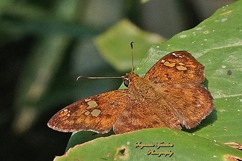 The Fulvous Pied Flat Butterfly, Pseudocoladenia dan eacus (family Hesperiidae)  Fall,Fulvous Pied Flat,Geotagged,Indonesia,Pseudocoladenia dan