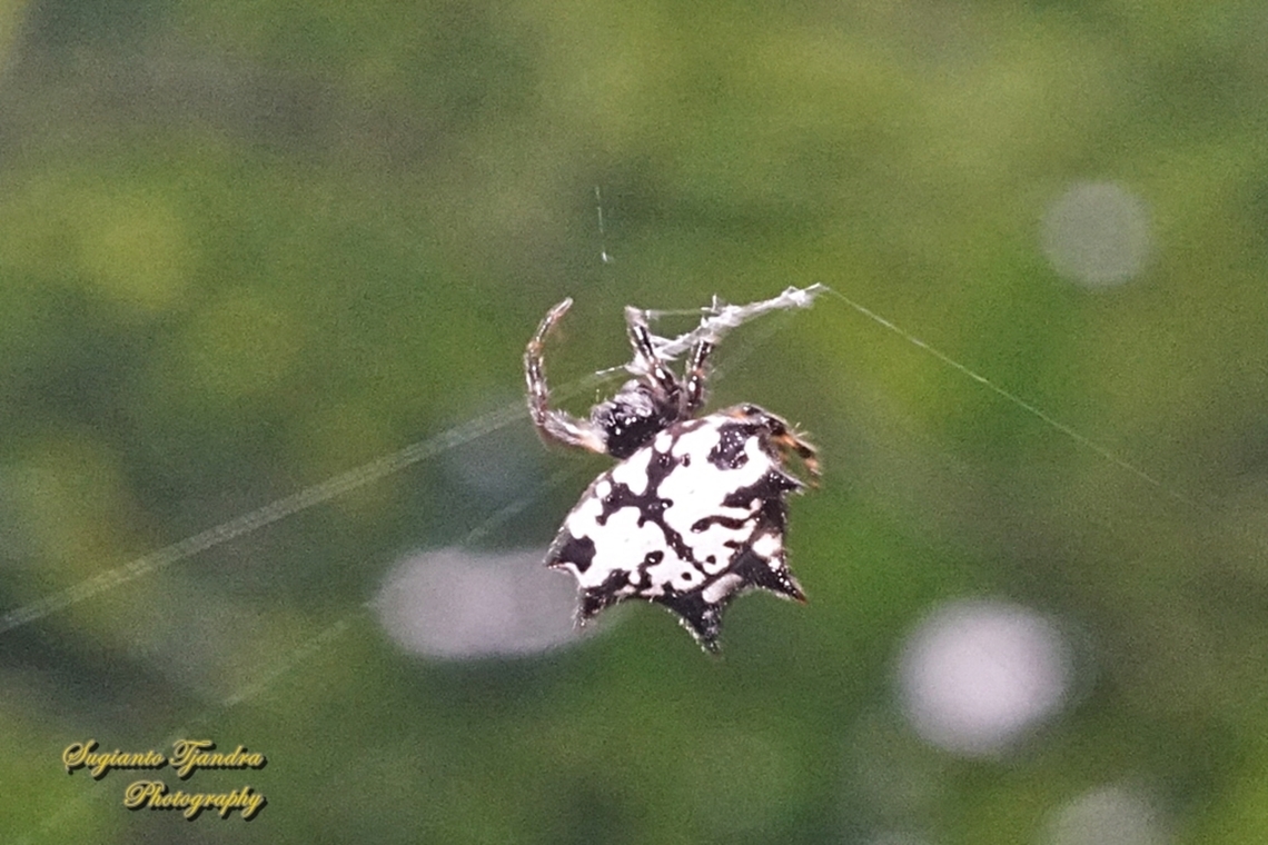 Black-and-white Spiny Spider, Gasteracantha kuhli  Fall,Gasteracantha kuhli,Geotagged,Indonesia