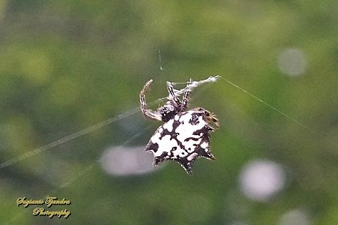 Black-and-white Spiny Spider, Gasteracantha kuhli  Fall,Gasteracantha kuhli,Geotagged,Indonesia