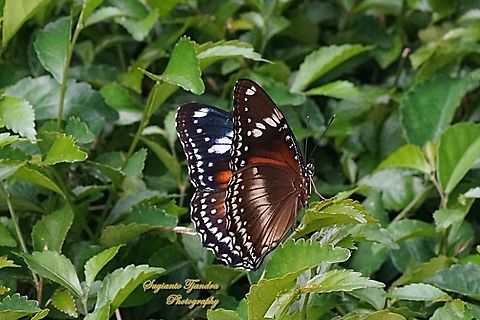 Great eggfly butterfly, Hypolimnas bolina bolina - female  Fall,Geotagged,Hypolimnas bolina,Indonesia,Varied Eggfly