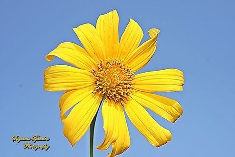 Bunga Kipahit, Mexican Sunflower,Tithonia diversifolia  Fall,Geotagged,Indonesia,Mexican Sunflower,Tithonia diversifolia