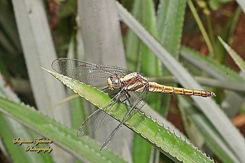 Blue marsh hawk, Orthetrum glaucum-female  Blue Marsh Hawk,Fall,Geotagged,Indonesia,Orthetrum glaucum