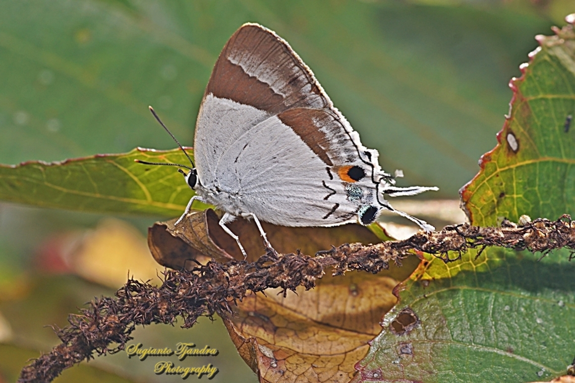 The Banded Royal butterfly, Rachana jalindra ssp jalindra, family  Lycaenidae  Banded royal,Fall,Geotagged,Indonesia,Rachana jalindra
