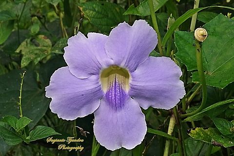 Blue sky flowers, Thunbergia grandiflora  Bengal clockvine,Fall,Geotagged,Indonesia,Thunbergia grandiflora