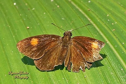 Skipper butterfly, the small red Bob, Idmon obliquans ssp obliquans, family Hesperiidae  Fall,Geotagged,Idmon obliquans,Indonesia,Small Red Bob