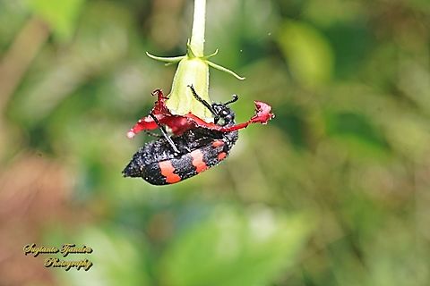 Blister Beetle. Hycleus biundulatus, family Meloidae  Fall,Geotagged,Hycleus biundulatus,Indonesia