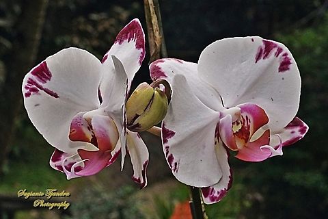 Moth Orchid flower, Phaleonopsis (Orchidaceae)  Fall,Geotagged,Indonesia
