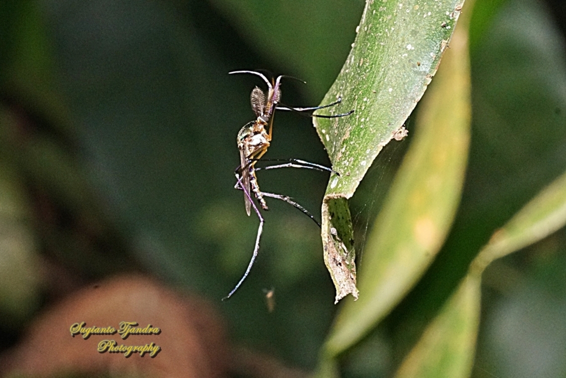 Elephant mosquito, Toxorhynchites  Fall,Geotagged,Indonesia