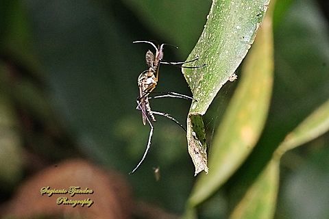 Elephant mosquito, Toxorhynchites  Fall,Geotagged,Indonesia