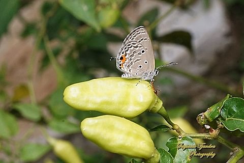 Cupid Polos / Plains Cupid Butterfly, Luthrodes (formerly Chilades)  Fall,Geotagged,Indonesia,Luthrodes pandava,Plains Cupid