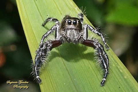 Jumping Spider, Hyllus diardi, Salticidae - Male  Fall,Geotagged,Hyllus diardi,Indonesia