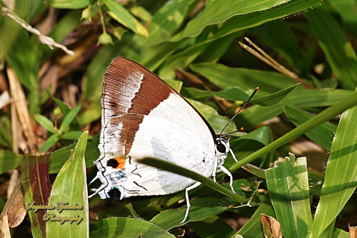 The Banded Royal butterfly, Rachana jalindra ssp jalindra, family Lycaenidae  Banded royal,Fall,Geotagged,Indonesia,Rachana jalindra