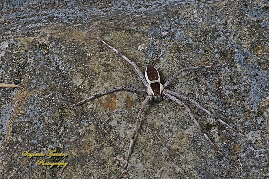 Nursery web spiders, Pisauridae Sp  Fall,Geotagged,Indonesia