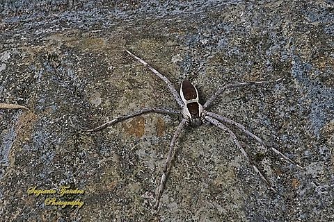 Nursery web spiders, Pisauridae Sp  Fall,Geotagged,Indonesia