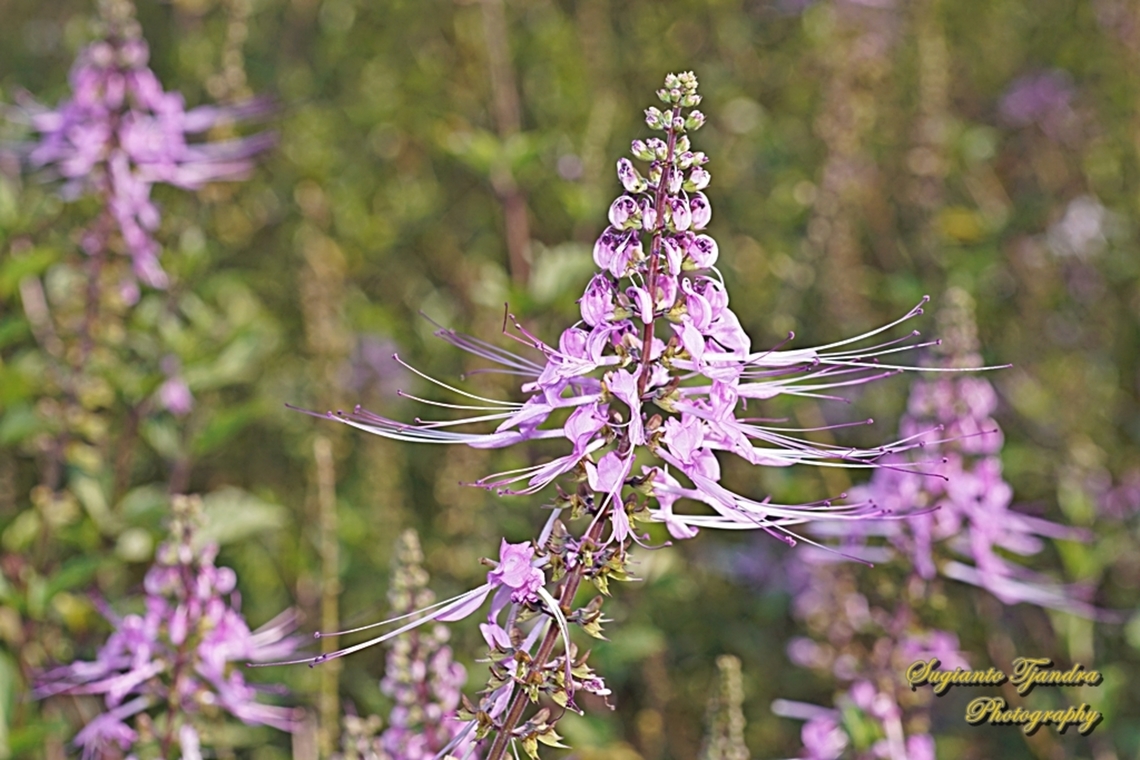Kumis Kucing flowers, Orthosiphon aristatus, family of Lamiaceae (Labiatae)  Cat's Whiskers,Fall,Geotagged,Indonesia,Orthosiphon aristatus