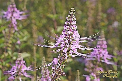 Kumis Kucing flowers, Orthosiphon aristatus, family of Lamiaceae (Labiatae)  Cat's Whiskers,Fall,Geotagged,Indonesia,Orthosiphon aristatus