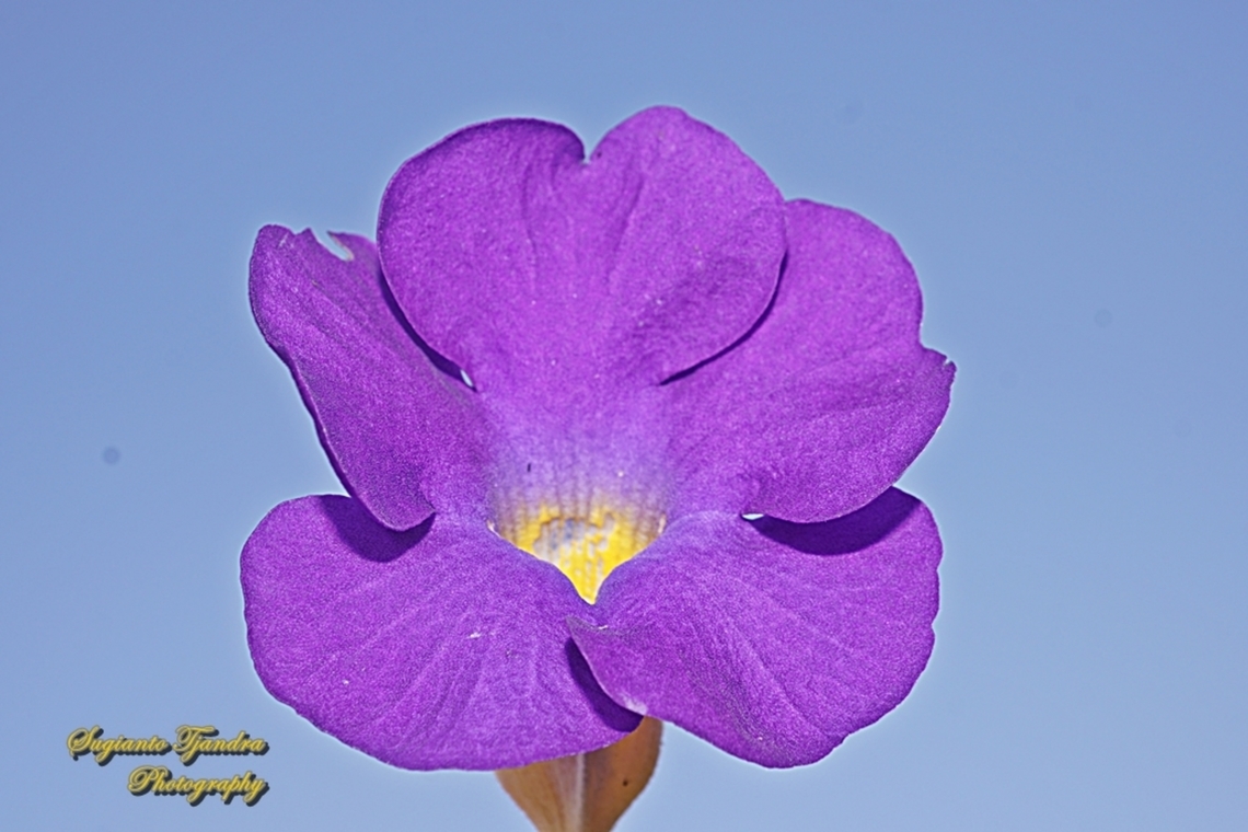 Bush Clockvine, Thunbergia erecta, family Acanthaceae  Bush clock vine,Fall,Geotagged,Indonesia,Thunbergia erecta